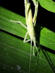 Segestidea queenslandica