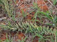 Lasiosiphon kraussianus