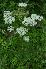 Pleurospermum austriacum