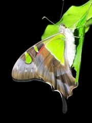 Graphium macleayanus macleayanus