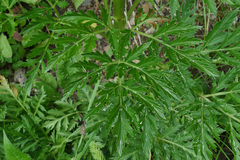 Pleurospermum austriacum