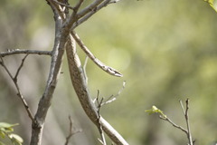 Thelotornis capensis