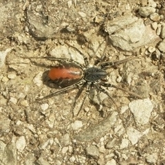 Castianeira