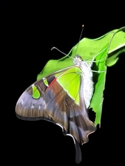 Graphium macleayanus macleayanus