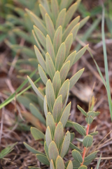 Lasiosiphon kraussianus