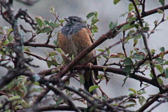 Emberiza godlewskii