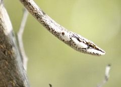 Thelotornis capensis