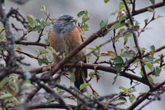 Emberiza godlewskii