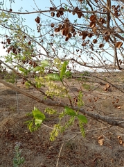 Combretum apiculatum