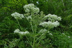 Pleurospermum austriacum