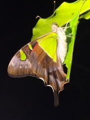 Graphium macleayanus macleayanus