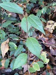 Viburnum setigerum