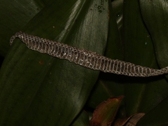 Pareas carinatus