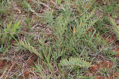 Lasiosiphon kraussianus