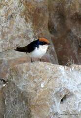 Hirundo smithii