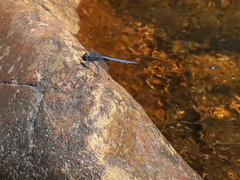 Trithemis furva