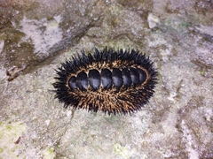 Acanthopleura spinosa