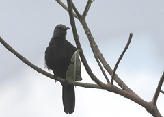 Onychognathus morio morio