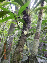 Aeranthes ramosa image