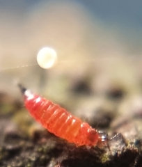 Phlaeothripidae