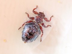 Hippoboscidae