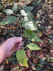 Viburnum setigerum