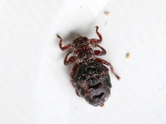 Hippoboscidae