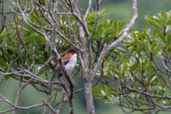 Hemixos castanonotus