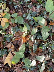 Viburnum setigerum
