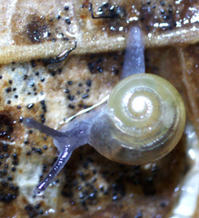 Glyphyalinia indentata