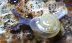 Glyphyalinia indentata