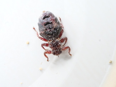 Hippoboscidae