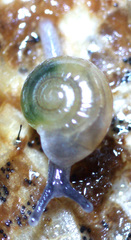 Glyphyalinia indentata
