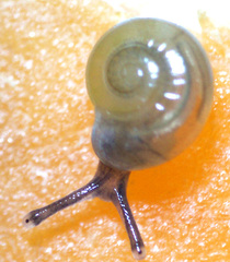 Glyphyalinia indentata