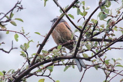 Emberiza godlewskii