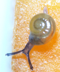 Glyphyalinia indentata