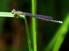 Pseudagrion kersteni