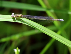 Pseudagrion kersteni