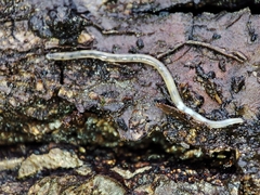 Enchytraeidae