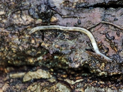Enchytraeidae