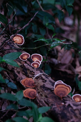 Hexagonia tenuis