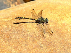 Paragomphus cognatus