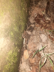 Duttaphrynus melanostictus