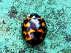 Harmonia axyridis