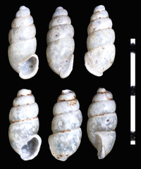 Carychium exile