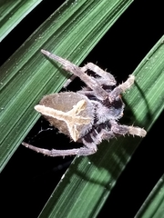 Parawixia