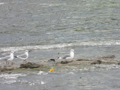 Leucophaeus atricilla