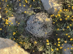 Echinocactus horizonthalonius