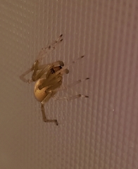 Cheiracanthium mildei