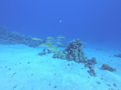 Mulloidichthys vanicolensis